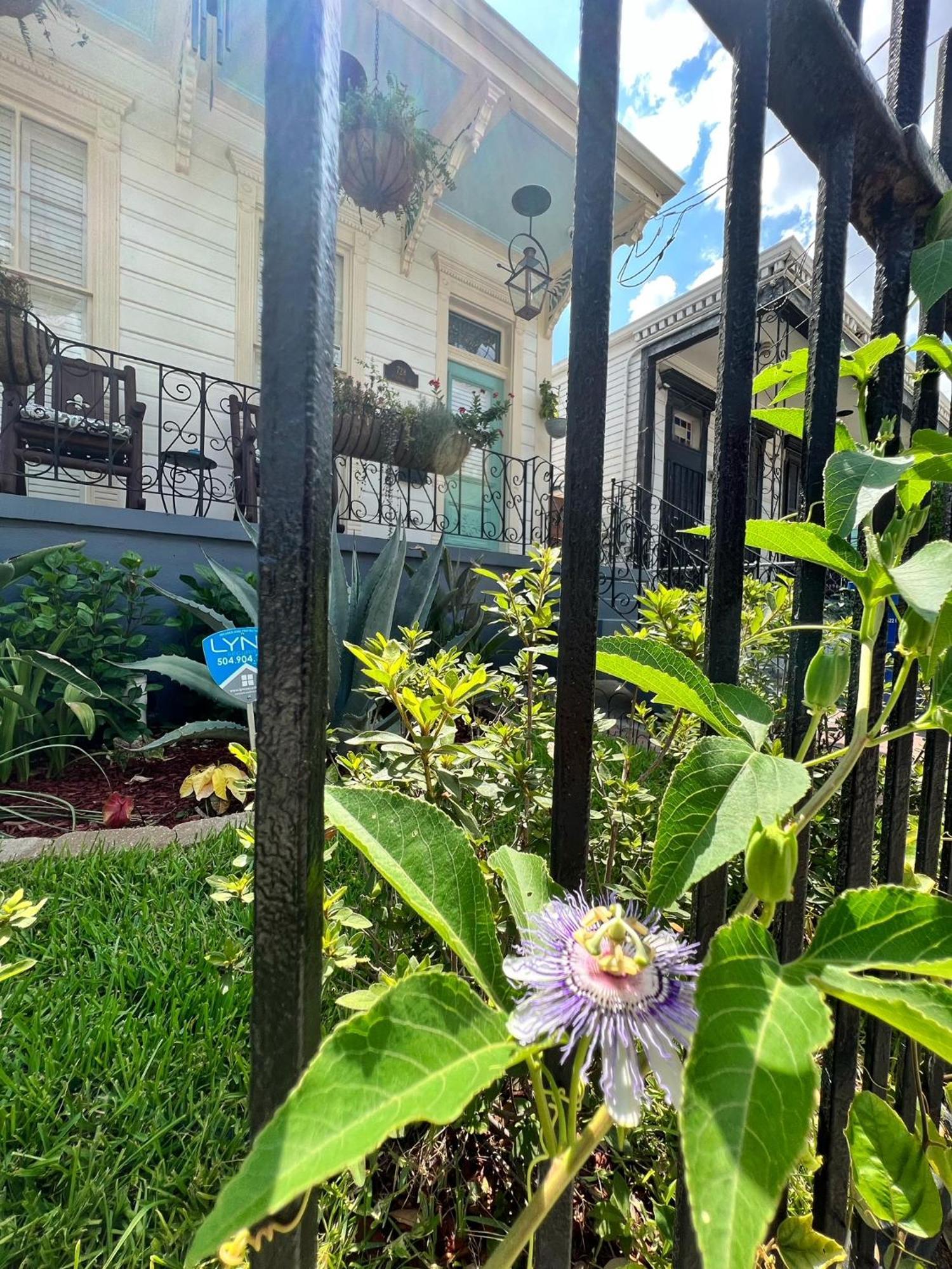 Luxury Historic Shotgun Home In Lower Garden District New Orleans  Kültér fotó